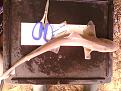 Click image for larger version

Name:	starry smoothhound.jpg
Views:	154
Size:	94.0 KB
ID:	1520202