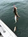 Click image for larger version

Name:	Triple shot of codling off Boulmer 17 June 2018.jpg
Views:	141
Size:	9.9 KB
ID:	1524175