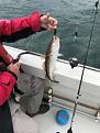 Click image for larger version

Name:	Codling off Boulmer 17 June 2018.jpg
Views:	137
Size:	12.2 KB
ID:	1524177