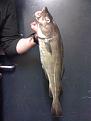 Click image for larger version

Name:	3lb Cod.jpg
Views:	181
Size:	95.3 KB
ID:	1525513